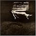 Undercurrent von Bill Evans & Jim Hall - alle Infos