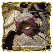 Wild Ginger Asarum