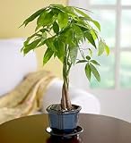 Money Tree Plant