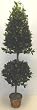6' Cone and Ball Bayleaf Topiary