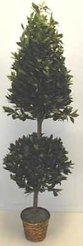 5' Bayleaf Tower Topiary Tree