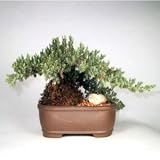 Juniper Bonsai Tree