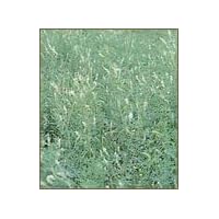David's Cover Crop Non-Hybrid Hubam Bee Clover 1 Pound Order
