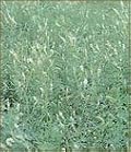 David's Cover Crop Non-Hybrid Hubam Bee Clover 1 Pound Order
