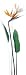 Strelitzia Reginae - Art Print Poster 20.75 x