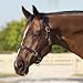 Wellfleet Fancy Stitch Padded Halter