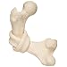 3B Scientific VB90 Bone with Knot