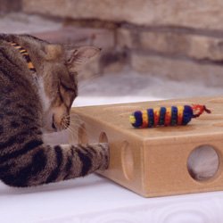 cat toy  box