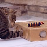 SmartCat Peek-A-Prize Cat Toy Box