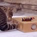 Pet Supplies : Peek-A-Prize Toy Box for Cats