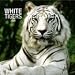 White Tigers 2009 Wall Calendar