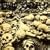 Requiem