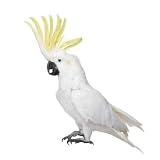 Sulphur-crested Cockatoo in Front of a White Background - 18