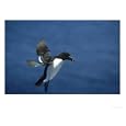 Razorbill, Alca Torda Adult in Flight Scotland Photographic Poster Print by Mark Hamblin, 16x12