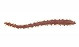 Berkley Gulp! 8" Saltwater Sandworm Color: Motor Oil Red Fleck (MOR)