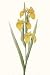 Iris Pseudacorus, Art Poster by Pierre-Joseph Redoute