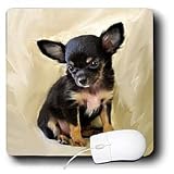 Dogs Chihuahua - Chihuahua Puppy - Mouse Pads