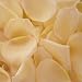Creamy White Rose Petals