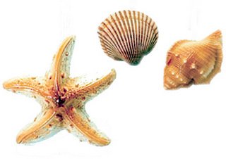 Seashells Shower Curtain Hooks