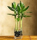 Lotus Bamboo