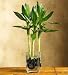 Plants - Plants by 1800Flowers - Lucky Bamboo