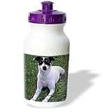 Dogs Rat Terrier - Rat Terrier - Water Bottles
