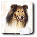 Dogs Rough Collie - Rough Collie Portrait - Mouse Pads