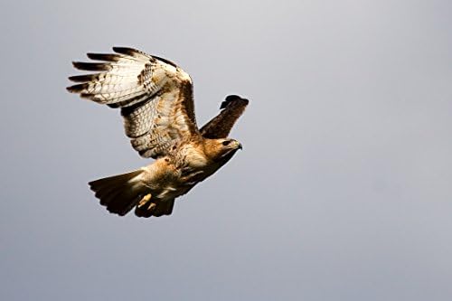 LeanBow PowerMax (TM) Professional Weight Lifting and Crossfit Training Gloves (L Black)