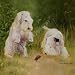 Artful Sealyham Terrier Coasters