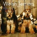 Welsh Terriers 2010 Wall Calendar