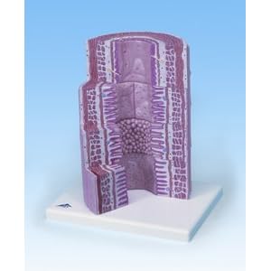 3B MICROanatomy Digestive System Model - 20-times magnified by American 3B Scientific