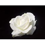 NEW White
