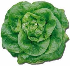 Buttercrunch Lettuce Seeds