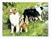 Australian Shepherd Notecards