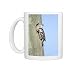Spanish Sparrow - pair at nest entrance in telegraph pole Photo Mugs