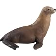Sea Lion, Wild Safari