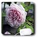 WhiteOak Photography Floral Prints - An old time looking pink rose - Mouse Pads