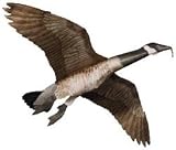 Sporting Goods : Jackite Goose Or Mallard Unassembled Waterfowl Kite Decoy