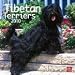 terrier18 - Tibetan Terriers 2010 Wall Calendar