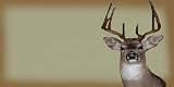 AIRBRUSHED LICENSE PLATES - DEER ON BROWN - #543