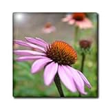 Echinacea Expressions II - 12 Inch Ceramic Tile