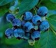 blueberry flavor extract