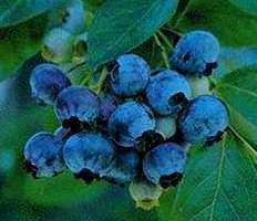 blueberry flavor powder