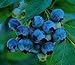 Faeries Finest Flavor Extract, Blueberry, 2.11 Ounce