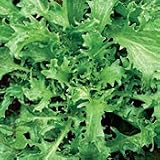 Organic Tres Fin Marchiere Frissee Endive - 50 Seeds