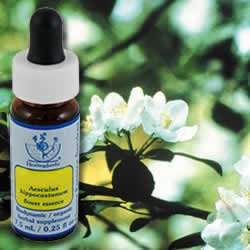 FLOWER ESSENCE SERVICES, Crab Apple Dropper - 0.25 oz by FLOWER ESSENCE SERVICES