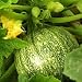 Organic Round French Summer Sqaush Zucchini - 25 Seeds