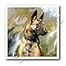 Dogs Belgian Malinois - Belgian Malinois - Iron on Heat Transfers