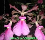 Encyclia cordigera 0908