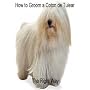 How to Groom A Coton de Tulear The Right Way